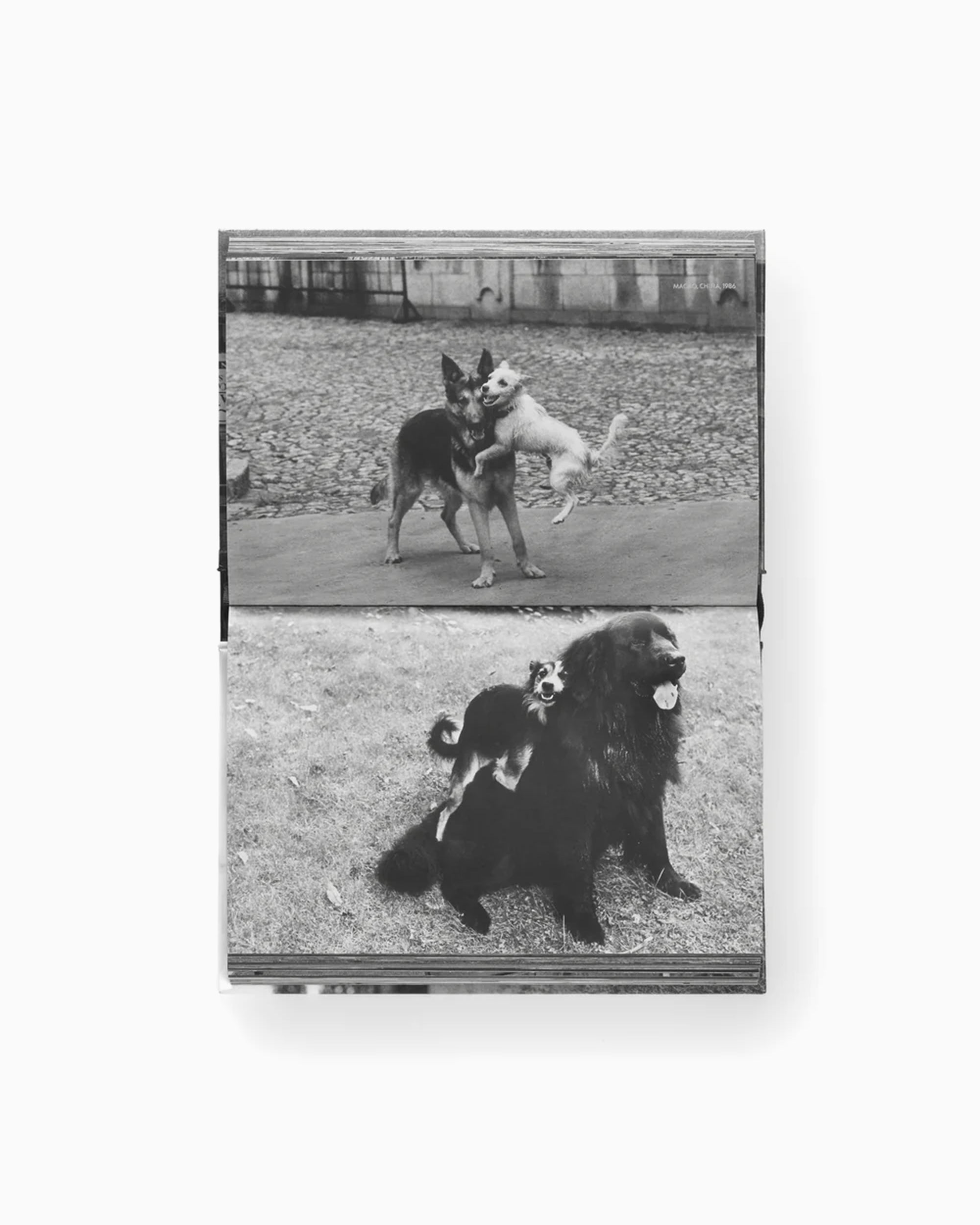 Books Magazines Phaidon Elliot Erwitt: Vida De Perros - 9781838669744