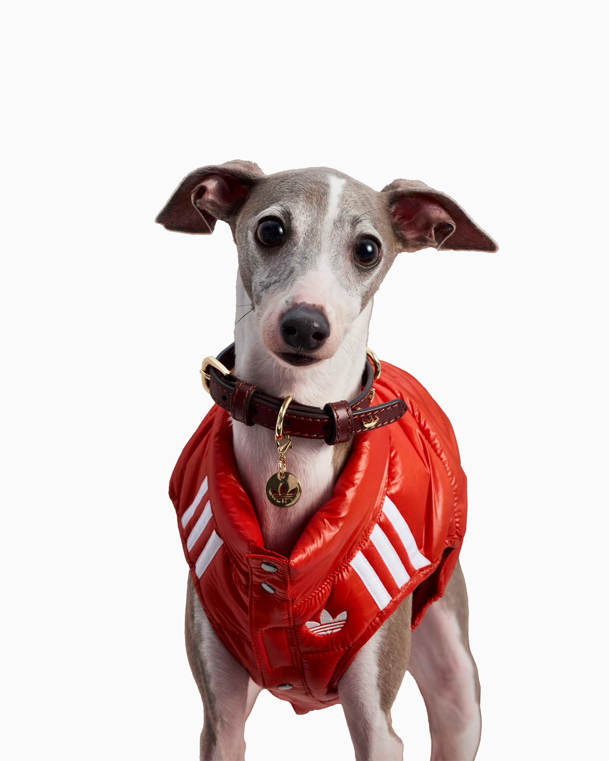 Outdoor accessories adidas Originals Padded Vest For Pets - LI2592